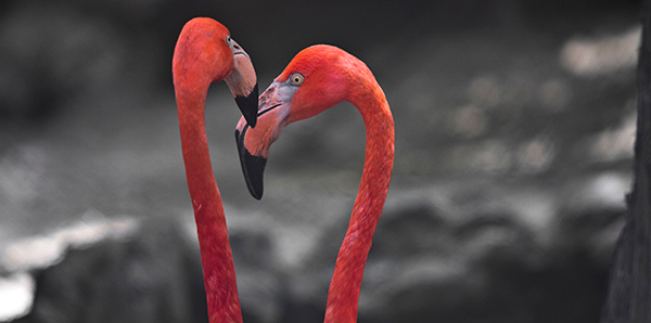 Новые постояльцы зоопарка в Белграде